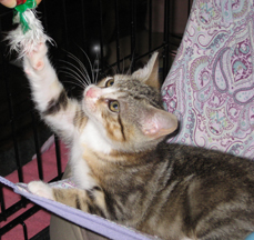 Baggins (now Sweet Pea) w/RS (CCR #1015)