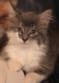 Maine Coon Mix / Domestic Long