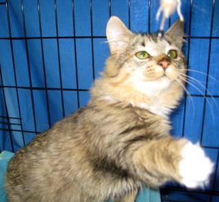 Hope (now Harley) w/RS (CCR #1095)