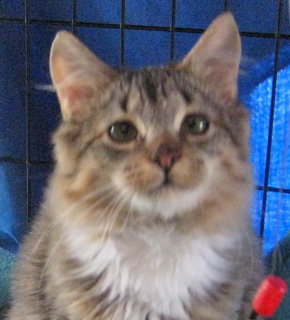 Hope (now Harley) w/RS (CCR #1095)