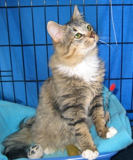 Hope (now Harley) w/RS (CCR #1095)