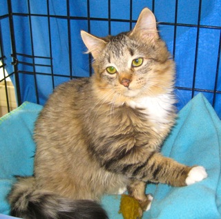 Hope (now Harley) w/RS (CCR #1095)