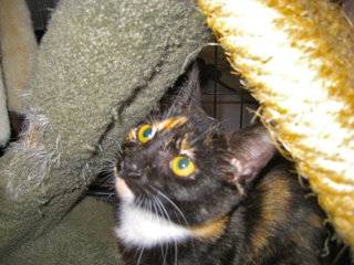 Karita (now Sabine) w/RS (CCR #1064)