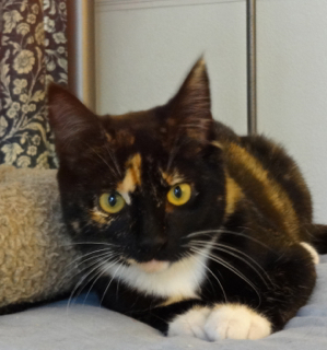 Karita (now Sabine) w/RS (CCR #1064)