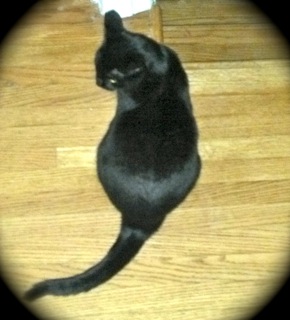 Lola w/RS (CCR #1032)