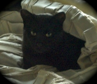 Lola w/RS (CCR #1032)