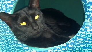 Lola w/RS (CCR #1032)