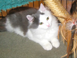 Sammy w/RS (CCR #1080)