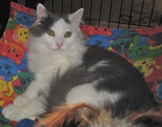 Sammy w/RS (CCR #1080)