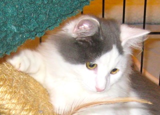 Sammy w/RS (CCR #1080)