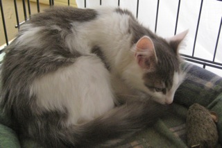 Silver (now Newton) w/RS (CCR #1079)