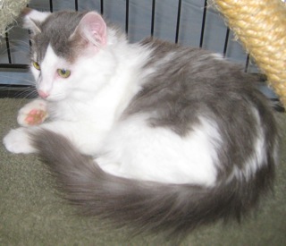 Silver (now Newton) w/RS (CCR #1079)