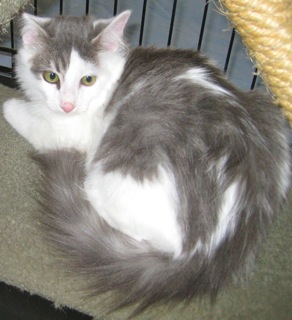 Silver (now Newton) w/RS (CCR #1079)