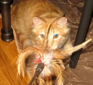 Sunny (now Kahuna) w/RS (CCR #1078)