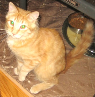 Sunny (now Kahuna) w/RS (CCR #1078)