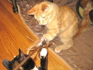 Sunny (now Kahuna) w/RS (CCR #1078)