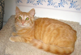 Sunny (now Kahuna) w/RS (CCR #1078)