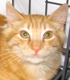 Sunny (now Kahuna) w/RS (CCR #1078)