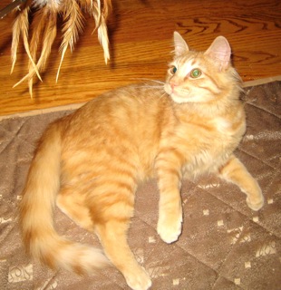 Sunny (now Kahuna) w/RS (CCR #1078)