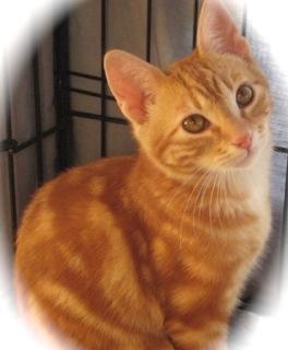 marble orange cat
